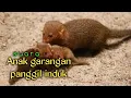 SUARA GARANGAN mp3 ➡️ SUARA PIKAT GARANGAN