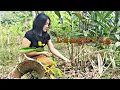 Lagu Gadis Dayak || Hidup di Pondok, Makan Lengkuas dan Ikan Asin