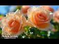 Download Lagu Music fills body and soul with harmony 🌺 I've been listening for three months now 🌿
