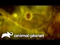 Download Lagu An EMT Is Called To Rescue Her Own Son! | Monsters Inside Me | Animal Planet