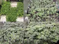 World Record Pheno Hunt II and Gush Mints Fem Line Testing Transplant to Week 1 of Flower