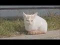 研ナオコ　かもめはかもめ