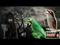Download Lagu MASTERAN KUNTILANAK BURUNG NGEKEK  - CENDET KUNTILANAK CUCAK IJO KERASUKAN KUNTI