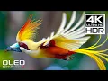 Download Lagu AMAZING 4K HDR 120FPS - Dolby Vision