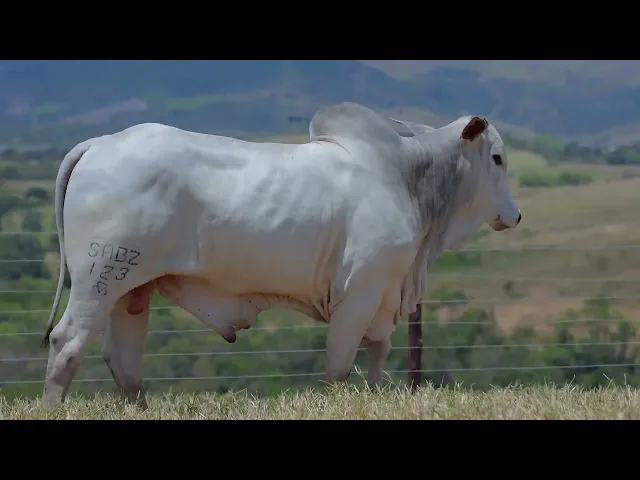 Touro Nelore SABZ - 123