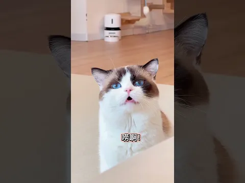 养只猫吧，用处可多了，尤其最后一个特别有用#cat #萌寵 #cute #funny #猫咪 #shorts