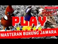 Download Lagu download masteran mp3 isian cucak cungkok vs burung gereja vs suara cililin gacor