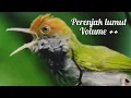 Download Lagu perenjak ngotot