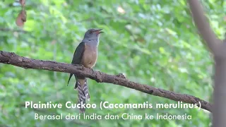 sejarah mitos burung emprit gantil