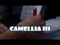 Download Lagu ebiet g ade camellia III