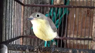 Download Burung Remetuk Laut Betina Gacor MP3