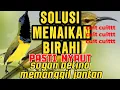 Download Lagu SOGON BETINA MEMANGGIL JANTAN #mangkicauoffecial #masteranjernih #fyp #sogongacorngobra #sogonmania