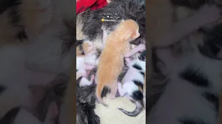 اجواء رمضانية في الريف مع مودة اكسبلور الجزائر السعودية العراق المغرب  اجواء رمضانية في الريف مع مودة اكسبلور الجزائر السعودية العراق المغرب
