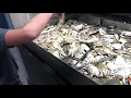 Ranch 99 Market in Hackensack NJ - Crabs in seafood section