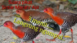 suara pikat burung sintar merah api josss suara jernih burungsintar