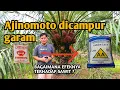 Download Lagu Cara paling mudah membuat pupuk sawit dari Ajinomoto dan garam dapur (pupuk alternatif)