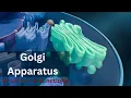 Golgi apparatus class 9 Golgi apparatus Structure and Function Biology cell biology