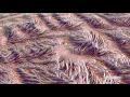 High Resolution Smoke Reaction-Diffusion Displacement
