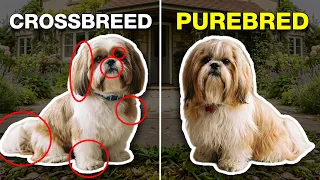 How to tell if your Shih Tzu is Purebred: 7 signs to Look for