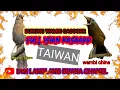 Download Lagu istimewanya burung wambi taiwan  gacorr