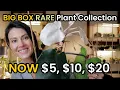 Big Box Rare Plant Collection - 5 10 20 Rare Indoor Plants From Walmart Lowes Home Depot