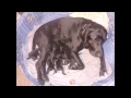 Hall of Fame Labrador pups