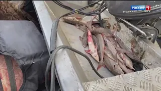 Двое братьев задержаны в Таре за браконьерство — ущерб серьезный