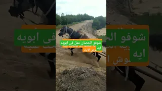 Shorts ازاي الحصان عمل كده فيه 