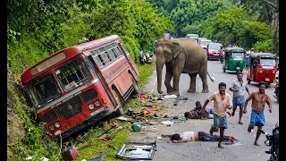 Terrified passengers trapped as wild elephants raid their car. #elephantattack