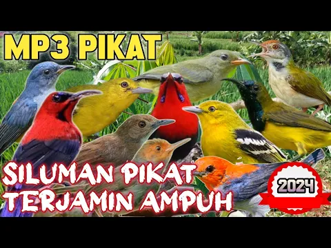 Download MP3 AUDIO MP3 Pikat Segala Jenis Burung Kecil Ampuh 💯‼️