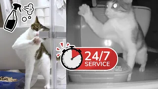 24/7 Cat Cleaning
