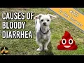 Download Lagu Why is there Blood in Your Dog's Stool? - Dog Health Vet Advice
