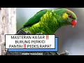 MASTERAN FULL BESETAN‼️BURUNG PERKICI PANTAI‼️KASAR, PEDAS,RAPAT