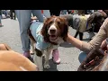 Helping 400 Dogs and Cats Get Adopted at an Adoption Event Celebration