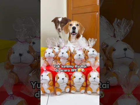RYUKI SIAPIN HADIAH BUAT KETEMU ONTY UNCLE DI PET EXPO‼️😍 #shorts #anjinglucu