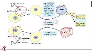 07 Origin Of The Human Reproductive System Syrian Baccalaureate 