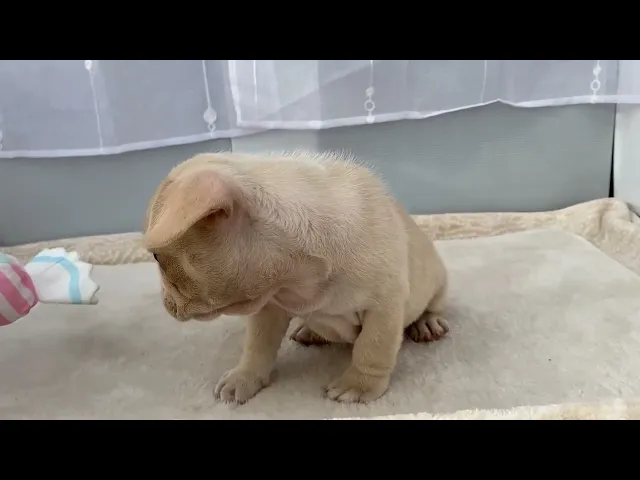 動画
