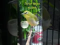 Download Lagu Suara burung Pleci gacor teler jurus dewa mabol🤣 #planecrash  #iyon #keep