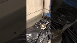 A look inside a trash compactor room in a hi-rise NYC