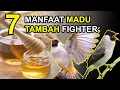 Download Lagu 7 Manfaat MADU untuk BURUNG KUTILANG Biar Lebih FIGHTER dan GACOR TERUS!