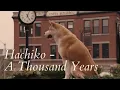 Download Lagu A Thousand Years - A Tribute To Hachiko