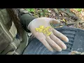 Download Lagu Gold Rush Girl EP 3: Lucky Stream and She Found Extremely Rare Gold Leaf !
