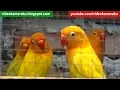 Download Lagu 2 Hours Lovebird Sounds Aviary Series V4 - High Quality Audio Live Recording