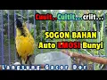 Lagu PANCINGAN sogon IJOAN gacor NGRIWIK Rangsang Sogon Bahan Bunyi #pancingansogonbunyi #sogongacordor