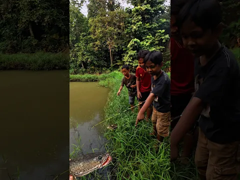 BOCIL KAGET LIHAT PENAMPAKAN INDUK GABUS🤣