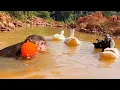 Download Lagu Super Cute! Monkey Max happily swims with the ducks!