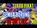 suara pikat semua burung di hutan terbukti ampuh durasi panjang