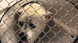 Humane Society Documentary