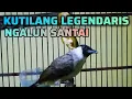 Lagu SUARA KUTILANG LEGENDARIS NGALUN SANTAI BAGUS UNTUK MASTERAN KUTILANG MUDA