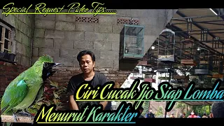 Download ciri cucak ijo siap lomba menurut karakter MP3